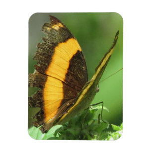 Imán de mariposa tropical amarillo y negro