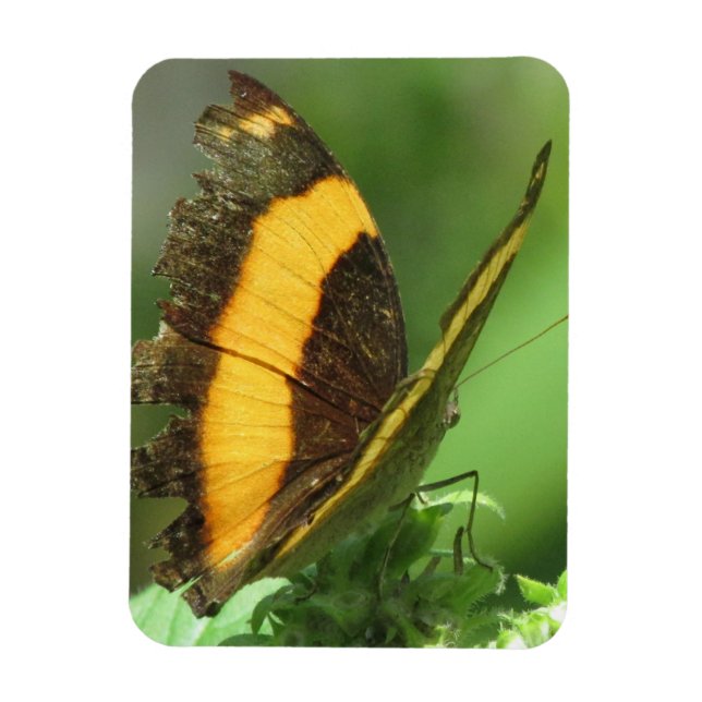 Imán de mariposa tropical amarillo y negro (Vertical)