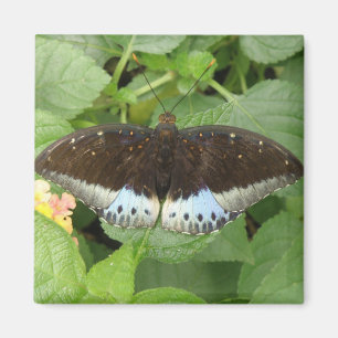 imán de mariposa tropical bonito
