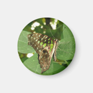 Imán de mariposa verde irlandés tropical