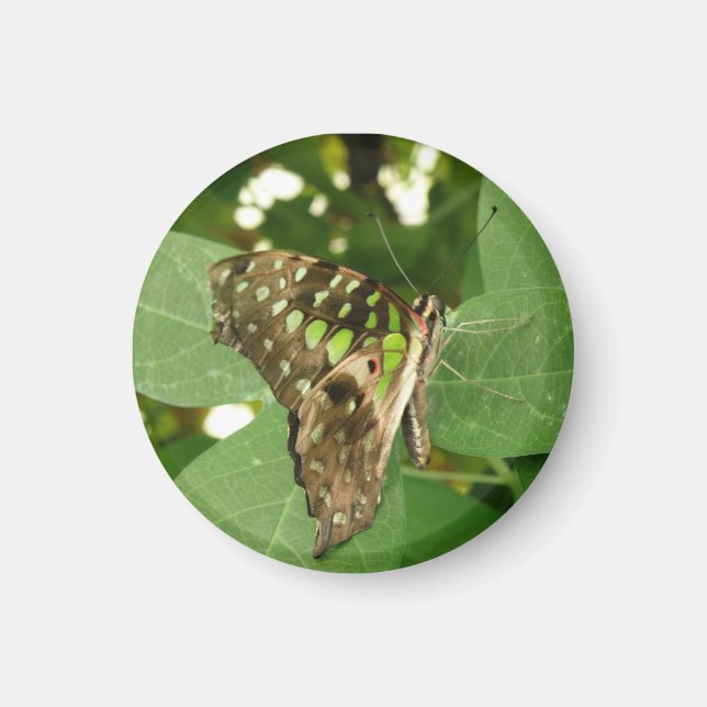 Imán de mariposa verde irlandés tropical (Frente)