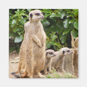 Imán de Meerkat