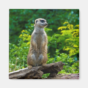 Imán de Meerkat