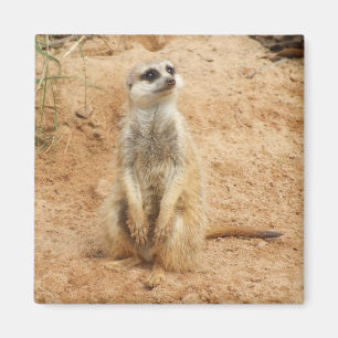 Imán de Meerkat