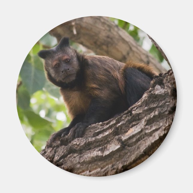 Imán de mono (Frente)