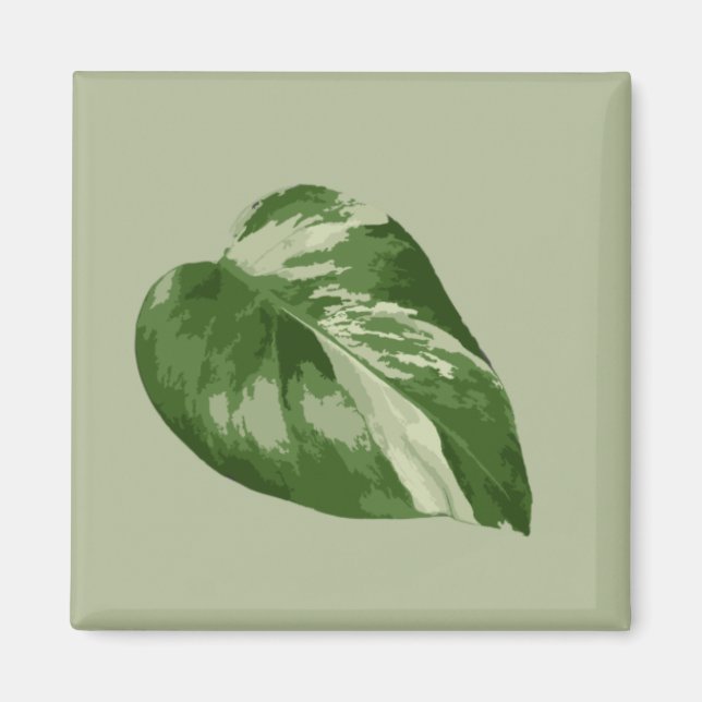 Imán de Monstera Albo Variado (Frente)