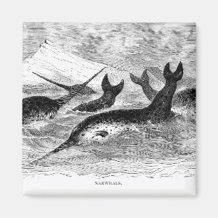 Imán de Narwhals