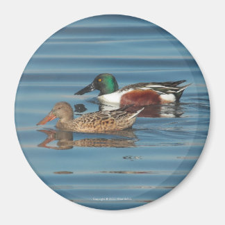 Imán de natación de las Shovelers del norte