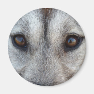 Imán de Neblina HuskyImán de Lobo de Perro / Regal