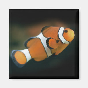 Imán de Nemo
