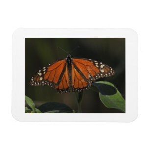 Imán de nevera con foto de mariposa naranja en la