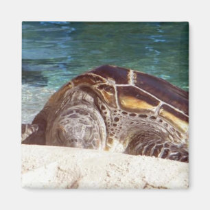 Imán de nevera de arte de tortuga marina
