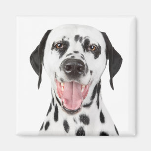 Imán de nevera de cachorro dálmata