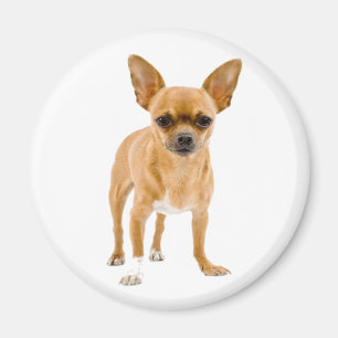 Imán de nevera de cachorro de Chihuahua