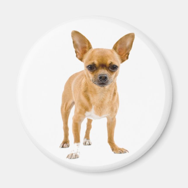 Imán de nevera de cachorro de Chihuahua (Frente)