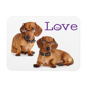 Imán de nevera de cachorro de perro Dachshund