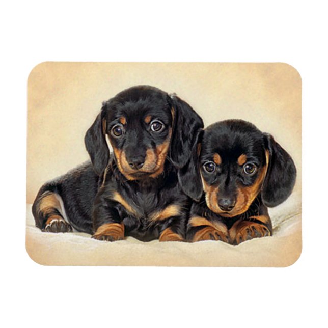 Imán de nevera de cachorro de perro Dachshund amor (Horizontal)