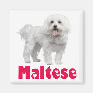 Imán de nevera de cachorro de perro maltés blanco 