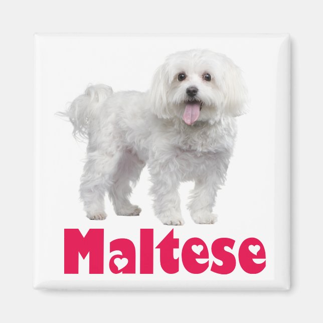 Imán de nevera de cachorro de perro maltés blanco  (Frente)