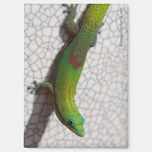 Imán de nevera de Gecko diurno de polvo de oro (Anverso)