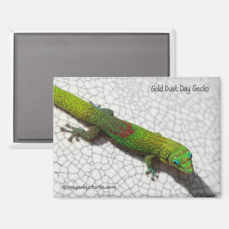 Imán de nevera de Gecko diurno de polvo de oro