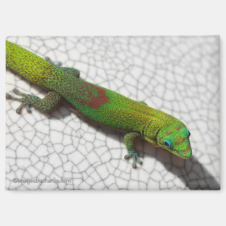 Imán de nevera de Gecko diurno de polvo de oro