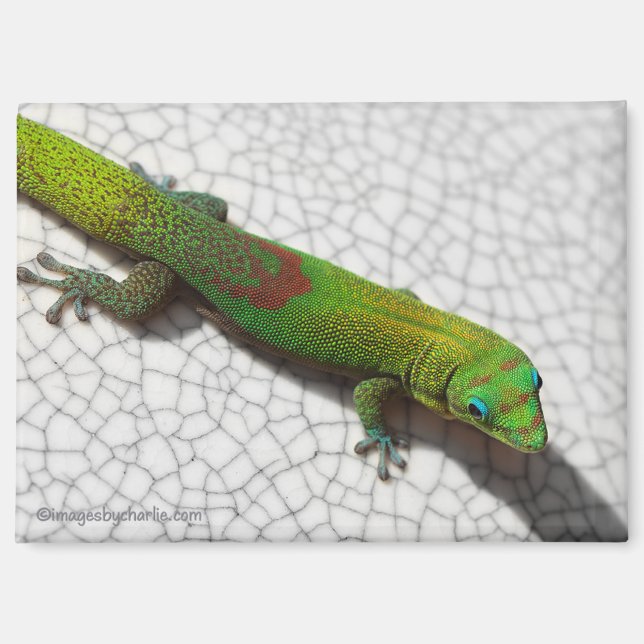 Imán de nevera de Gecko diurno de polvo de oro (Anverso)