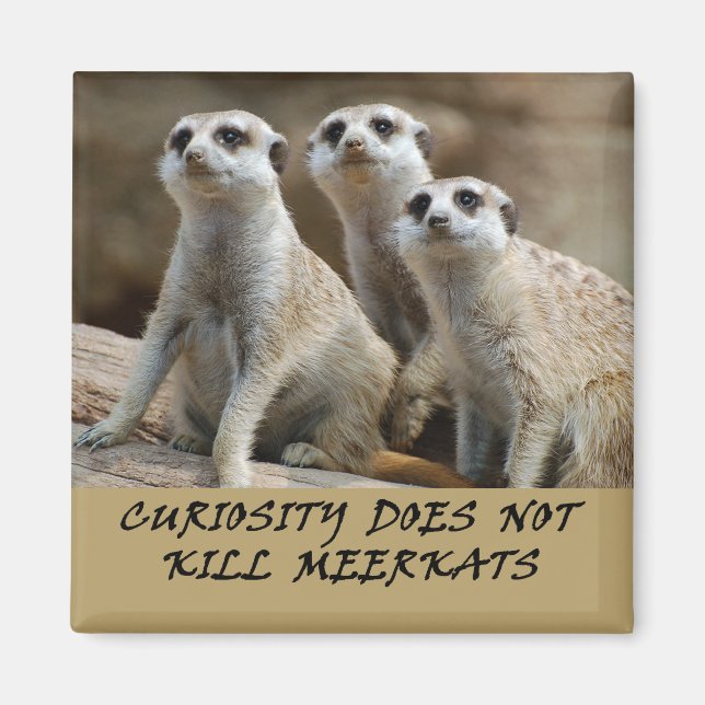 imán de nevera de Meerkats (Frente)