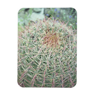 Imán De Nevera Decorativa De Cactus De Swirl Pinta
