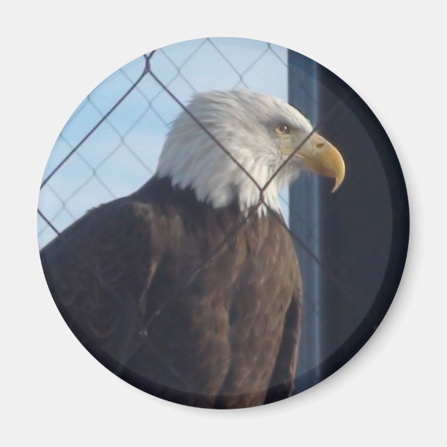 Imán de nevera del águila americana (Frente)