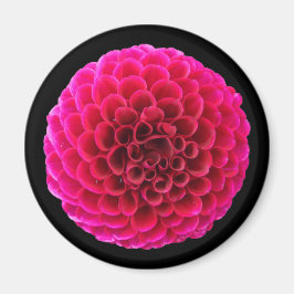 Imán de nevera redondo de Dalia rosa regalo floral