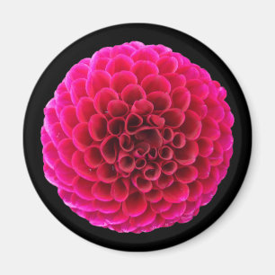 Imán de nevera redondo de Dalia rosa regalo floral