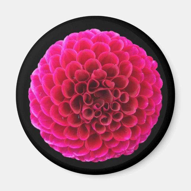 Imán de nevera redondo de Dalia rosa regalo floral (Frente)