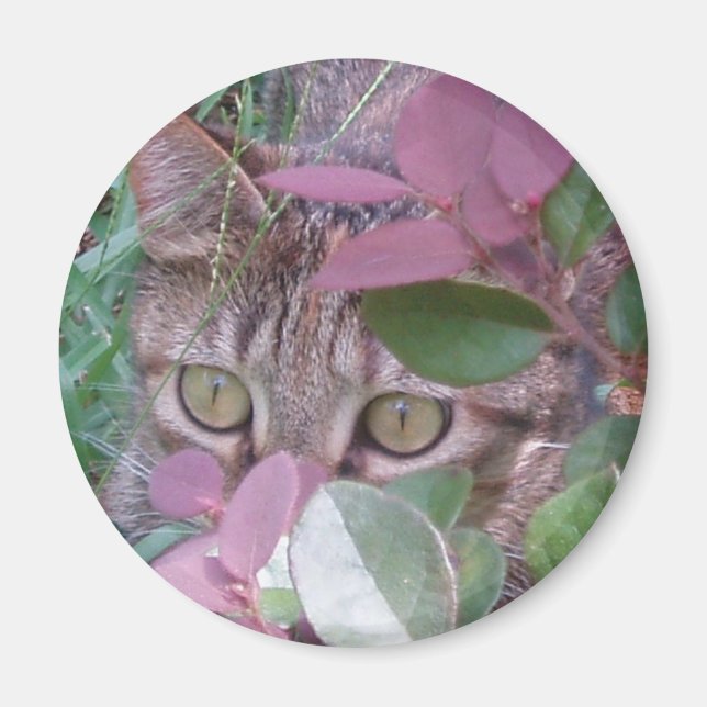 Imán de ojos para gato deslumbrante (Frente)