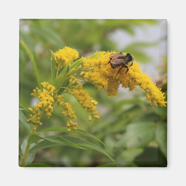 Imán De oro (Frente)