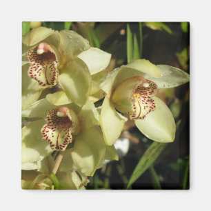 Imán de orquídeas de cibidio
