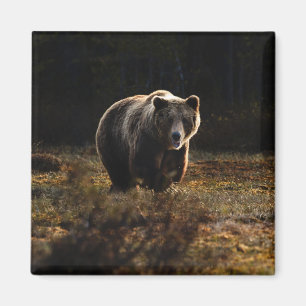 Imán de Oso