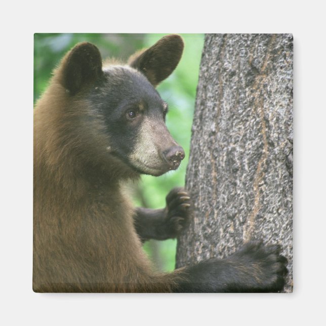 Imán de Oso (Frente)