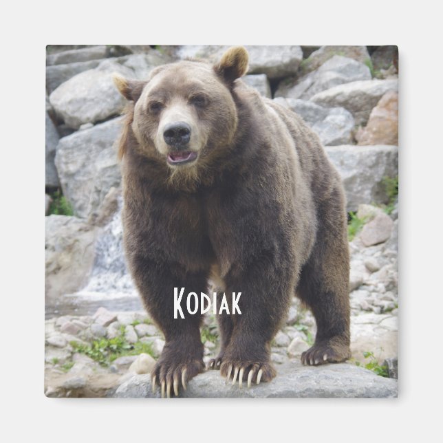 Imán de oso Kodiak (Frente)