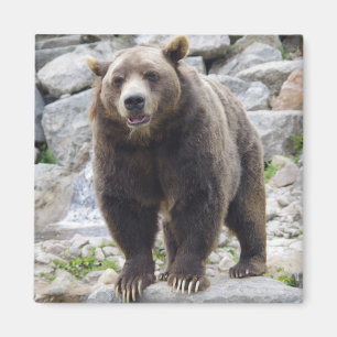 imán de oso Kodiak