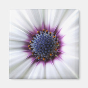 Imán de Osteospurmum