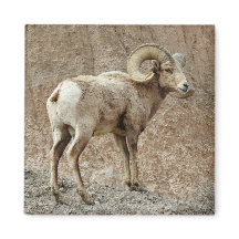 Imán de ovejas de Bighorn