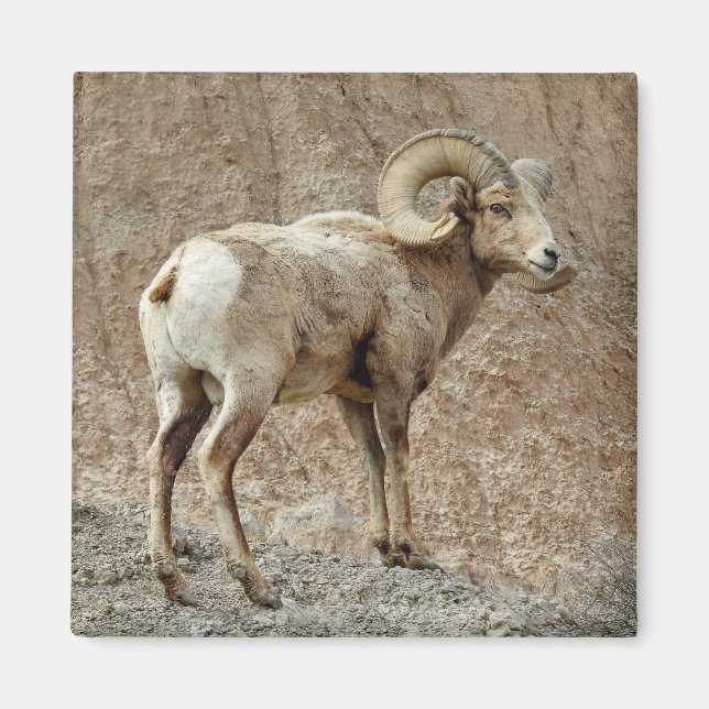 Imán de ovejas de Bighorn (Frente)