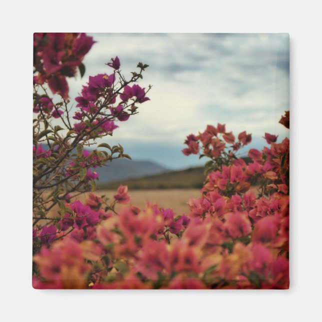 Imán de paisaje de flores de buganvilla rojas rosa (Frente)