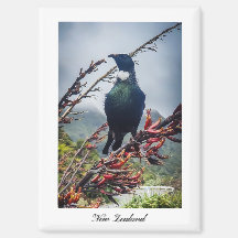 Imán de pájaro Tui de Nueva Zelanda 