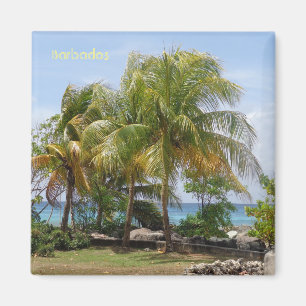 Imán de palmas en Barbados