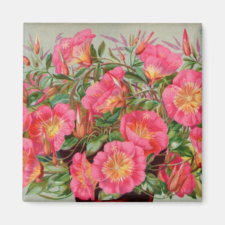 Imán de paquetes de semilla de rosa