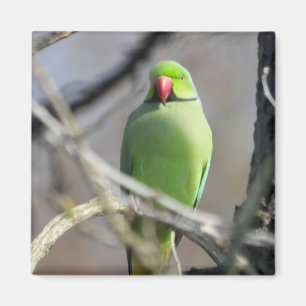 Imán de paracaídas verde vivo