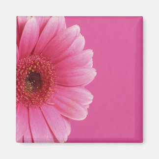 Imán de pasión rosa