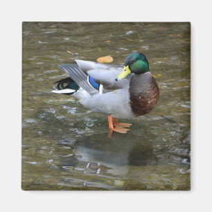 Imán de pato mallard (macho) guapo